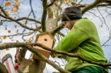 Mann mit grünem Pulli bringt Nistkasten im Baum an