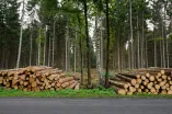Gefällte Bäume