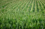 maisfeld
