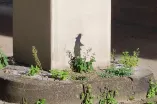 Graffiti HGC