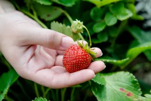 Eine Erdbeere aus dem Studigarten 