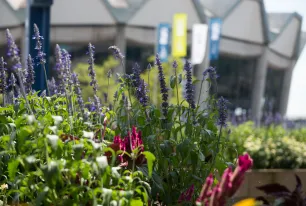 wilde bunte Blumen vor Audimax und RUB-Flaggen