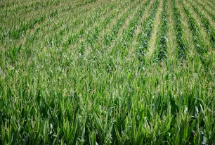 Maisfeld