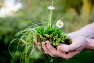 Hand mit Gänseblümchen
