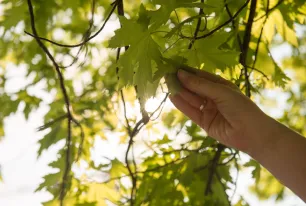 Hand greift Blatt am Baum