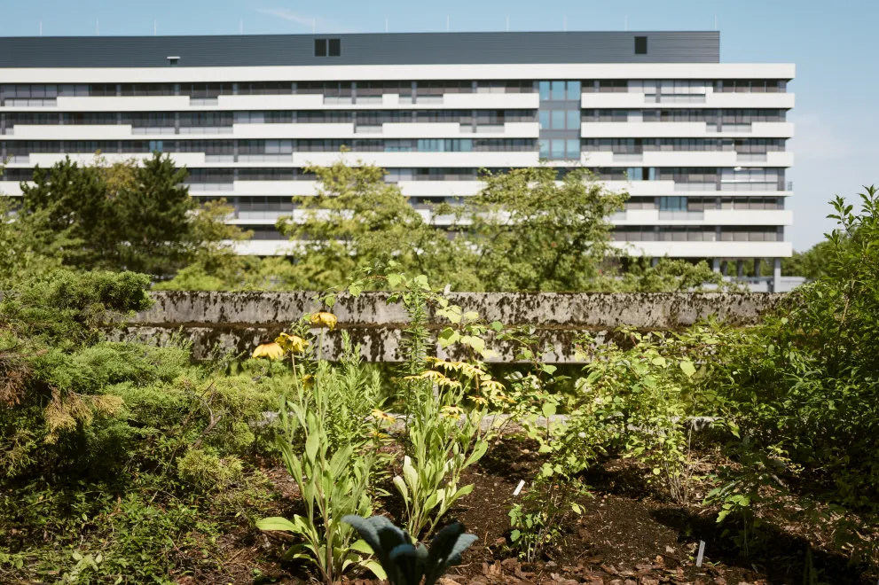 Grüne Pflanzen vor I-Reihe