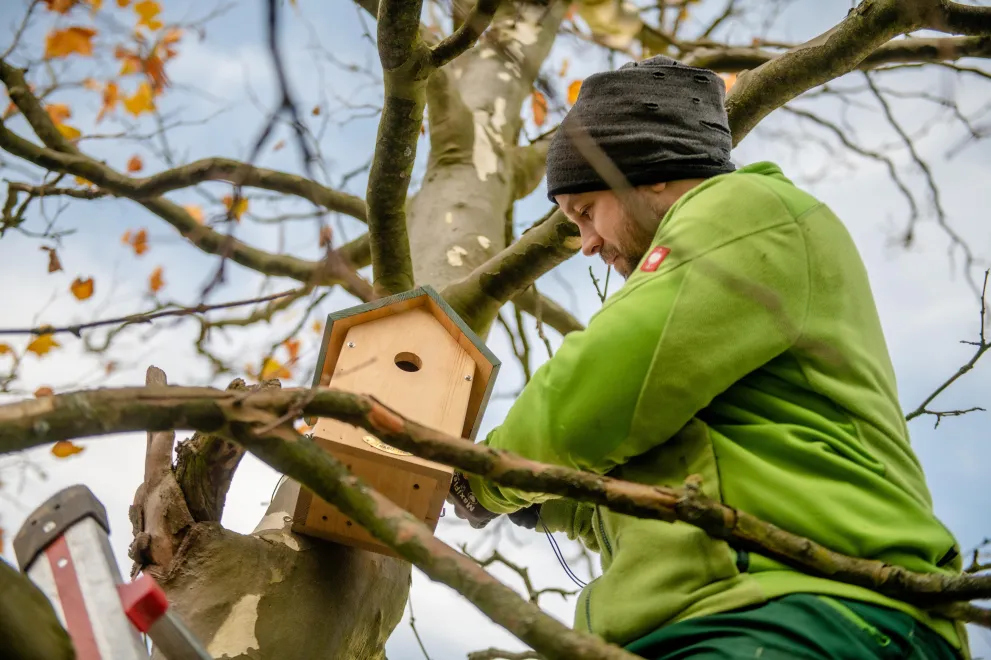 Mann mit grünem Pulli bringt Nistkasten im Baum an