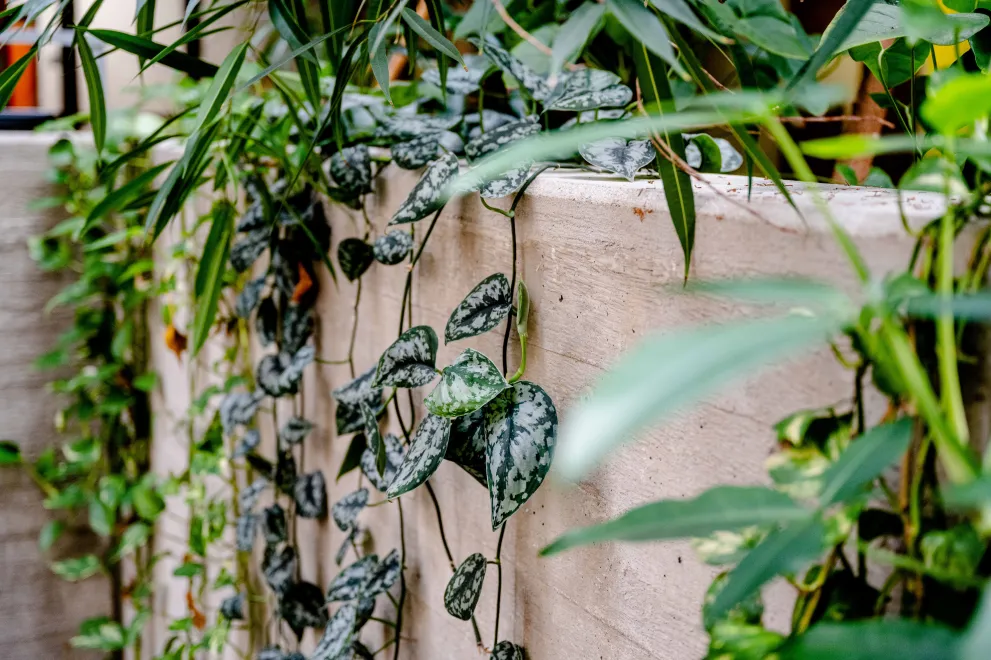 Grünpflanzen in der UB