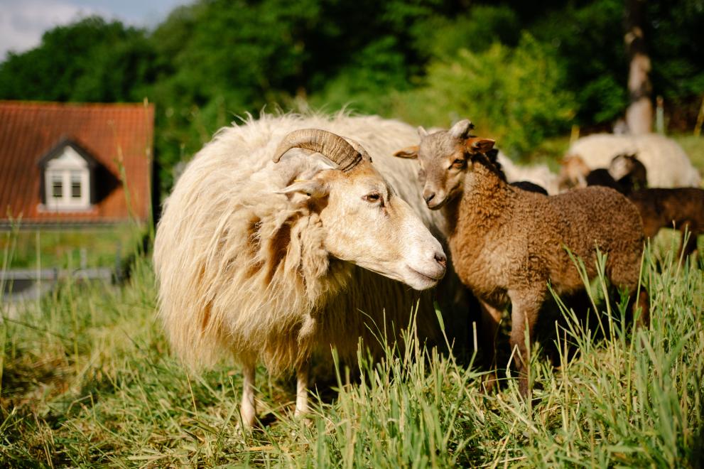 Schaf auf Wiese 