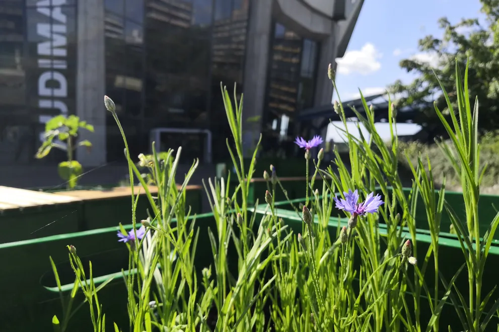 Blühende Sitzbänke