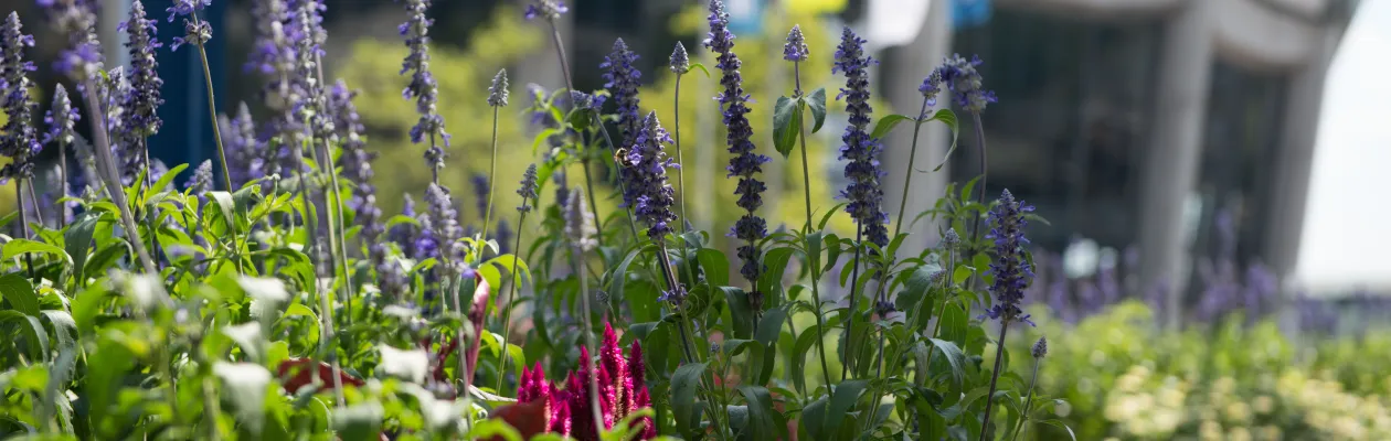 wilde bunte Blumen vor Audimax und RUB-Flaggen
